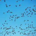 Sandhill cranes migrate through the San Luis valley two times a year to feed and rest before continuing on their journey. Monte Vista, Colorado
