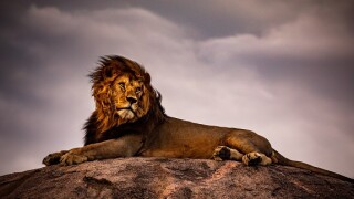 lion adobe 575