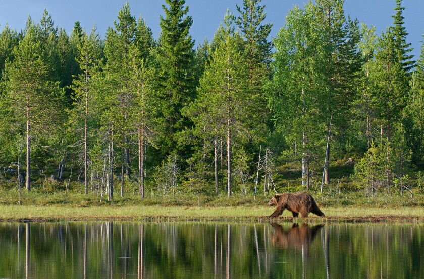 European brown bear Ursus arctos walking by forest lake Finland. Image shot 07/2008. Exact date unknown.