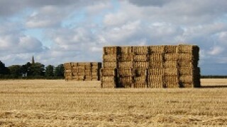 Grain field