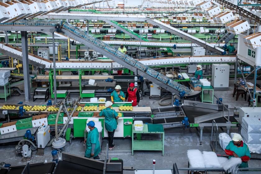 People working in apple factory