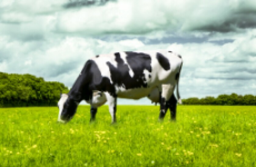 Cow fotolia