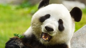 Panda_2_230px