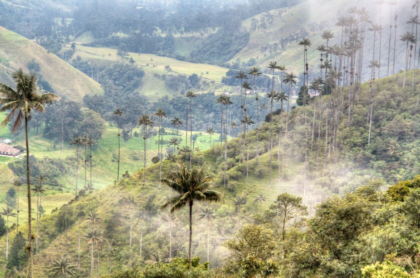 The valley of Cocora near Salento, Colombia