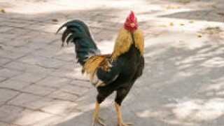 cockeral230x150px