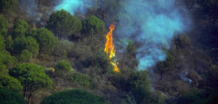 Forest fire on Mediterranean Pine wood. Spain