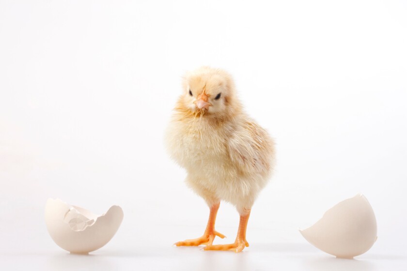 Baby chicken out of egg, studio shot