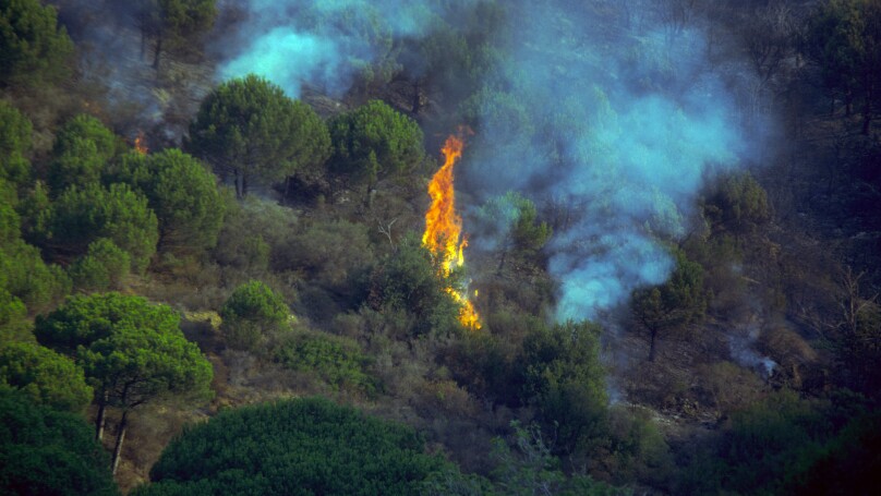 Forest fire on Mediterranean Pine wood. Spain