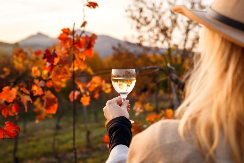 Woman examining white wine in wineglass through sunlight during sunset. Vintner drinking wine after successful grape harvest at autumn