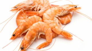 shrimp
